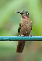 Fawn-breasted Brilliant